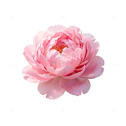 粉色牡丹花插画素材