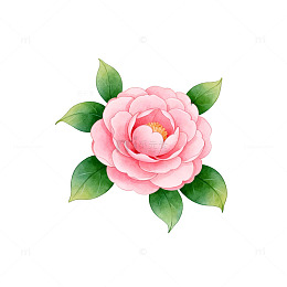 粉色山茶花插画设计素材