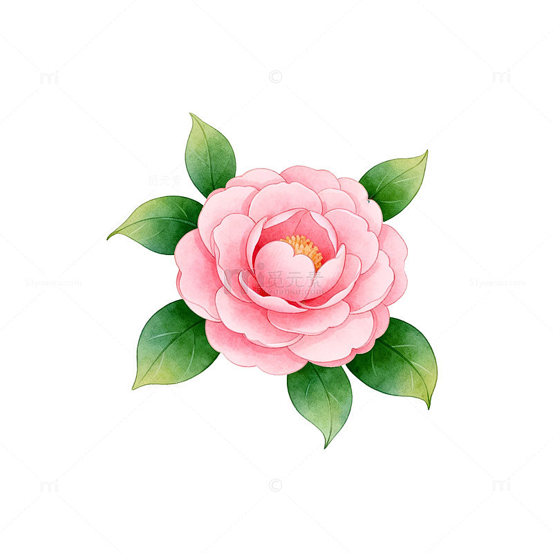 粉色山茶花插画设计素材