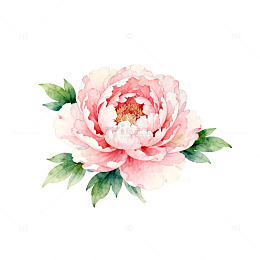 水彩粉色牡丹花卉插画