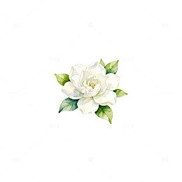 手绘风格栀子花插画素材