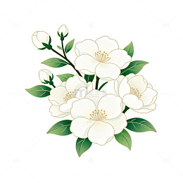 淡雅白花手绘插画