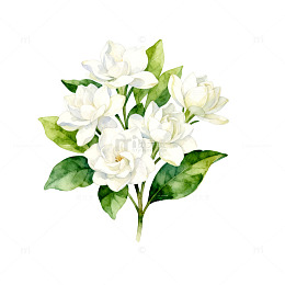 水彩栀子花花卉插画素材