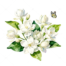 水彩茉莉花蝴蝶绘画素材
