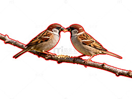 爱心小鸟树枝插画