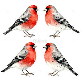 水彩红雀鸟图素材