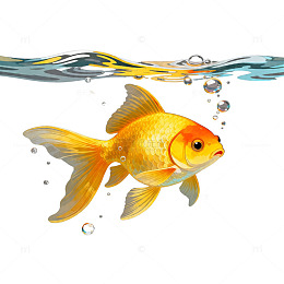 绘金鱼游动水下图
