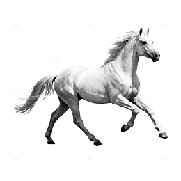 白马奔跑素描插画