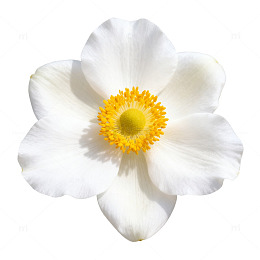 清新白花特写矢量素材