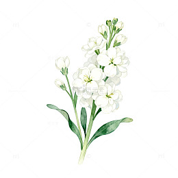 水彩白花植物插画
