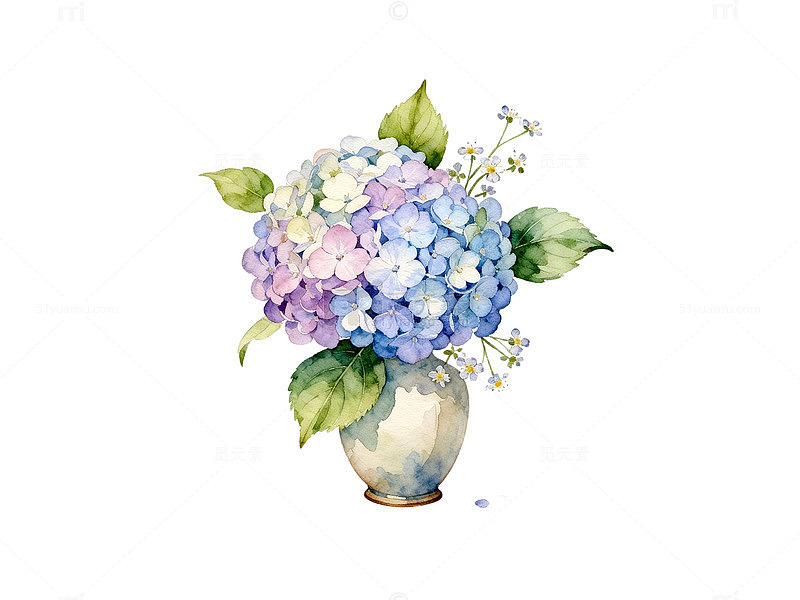 水彩绣球花插画素材
