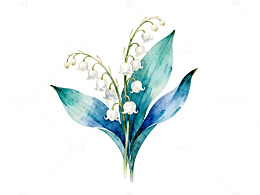 水彩花卉插画铃兰花