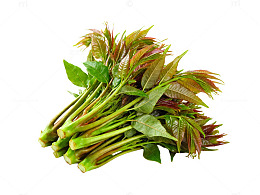 新鲜香椿嫩芽蔬菜片