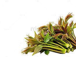 新鲜香椿嫩芽食材