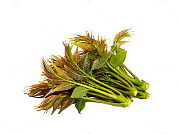 新鲜香椿嫩芽蔬菜
