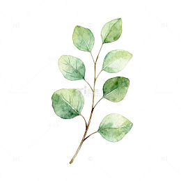 水彩绿植简约插画装饰图案