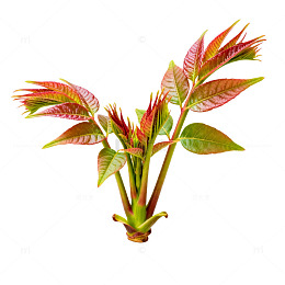 鲜艳红叶植物盆栽