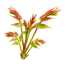 春季嫩叶植物特写