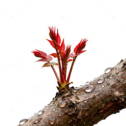 新生嫩芽树枝露珠图