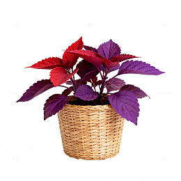 彩叶盆栽观赏植物