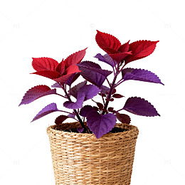 彩叶植物盆栽装饰素材
