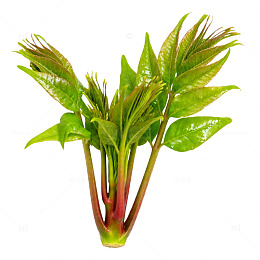 新鲜香椿嫩叶蔬菜