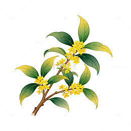 桂花插画风格植物素材