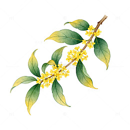 桂花树枝水墨画