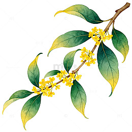 桂花树枝水彩画