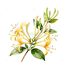 水彩金银花插画素材