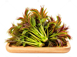 新鲜香椿绿叶蔬菜摆盘