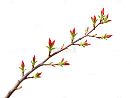 春天新芽嫩叶图片