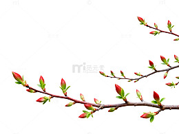 春日新芽粉绿图片