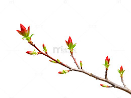 春芽绽放新希望