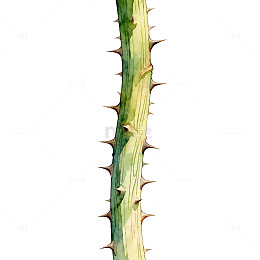 水彩仙人掌插图