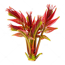 鲜艳红叶植物盆栽