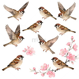 水彩麻雀樱花插画设计素材
