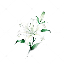 水墨百合花手绘插画