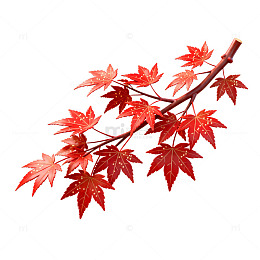 红叶树枝秋日风景插画