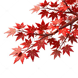 红枫秋叶装饰图案
