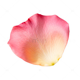 玫瑰花瓣唯美插画素材