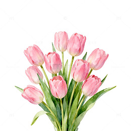 粉色郁金香花卉装饰素材