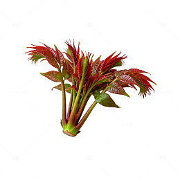清新自然香椿嫩芽