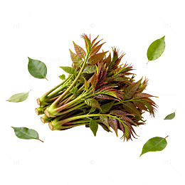 新鲜香椿叶食材