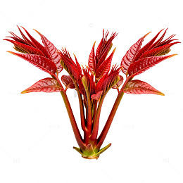 鲜红香椿嫩芽蔬菜