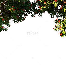 树叶白背景自然风光图片