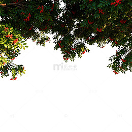 清新自然绿叶红花图片