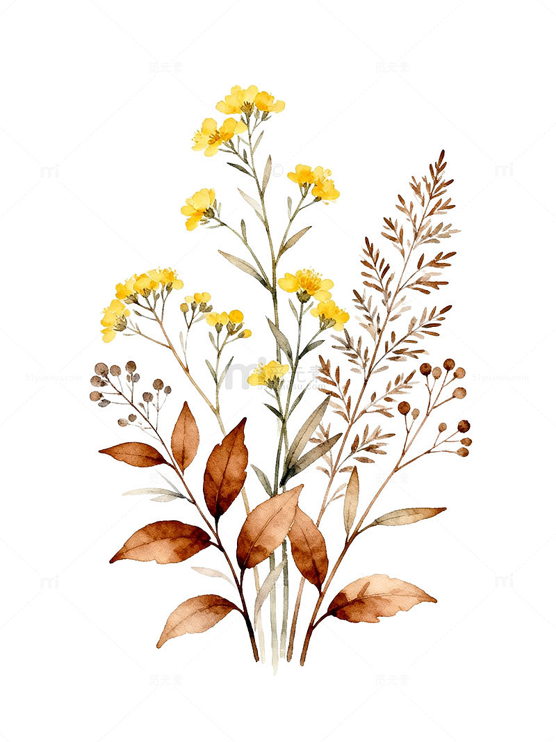 水彩花卉植物插画素材