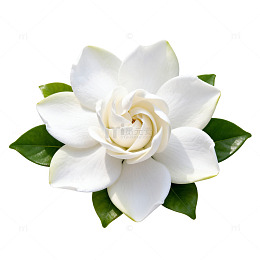 清新白玉兰花卉装饰图案