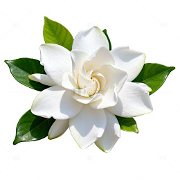 清新白玉兰花矢量插画设计素材